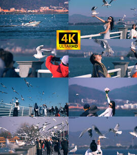 【4K】昆明滇池 海埂大坝 海鸥飞翔高清在线视频素材下载