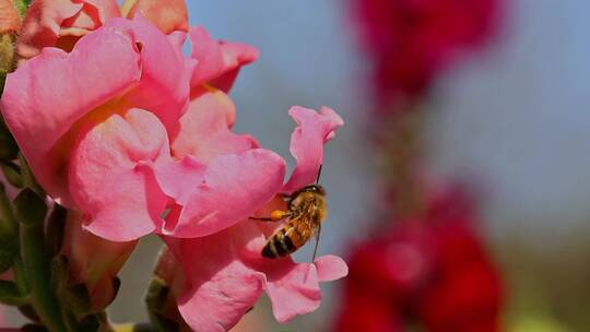 春天蜜蜂采蜜合集