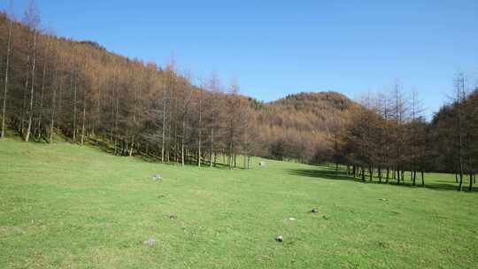 湖北恩施大山顶林区原始森林唯美风景