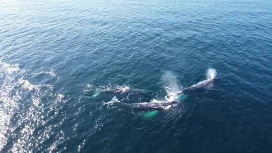 墨西哥南下加利福尼亚州附近游泳的灰鲸的航