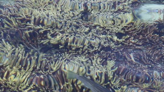 水下的珊瑚各种鱼