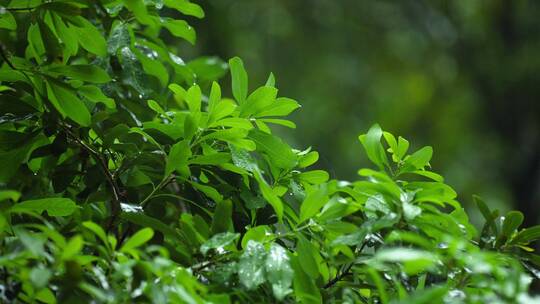 雨中路边的绿化带树叶雨滴4k视频素材