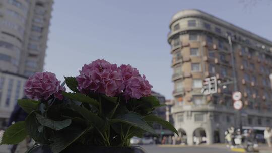 4K武康大楼前的紫色绣球花视频素材模板下载