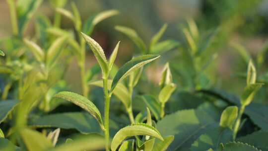 嫩绿茶树茶叶特写