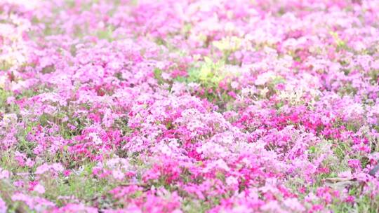 春暖花开 唯美小清新树叶花朵木屋 花海