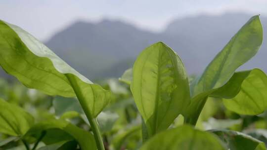 中药材种植基地 药材种植 泽泻种植基地