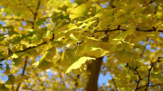 深秋蓝天下摇曳的银杏树枝