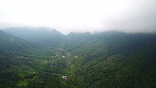 航拍武夷山桐木麻粟村正山小种老枞红茶山场