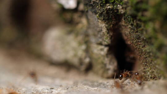 蚂蚁搬运食物特写镜头