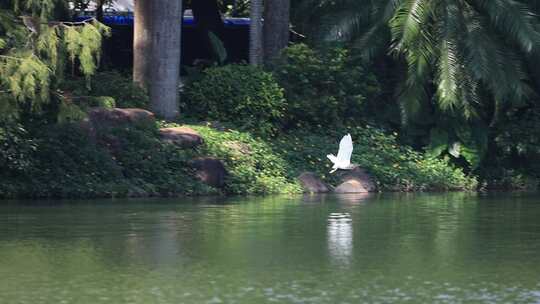 生态湿地里的白鹭，大白鹭