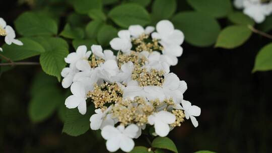 无锡太湖风光，蝴蝶花