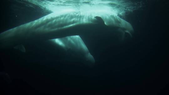 白鲸在水中玩球玩耍