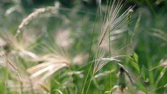 夏天自然绿植微风美景稻穗吹动4K50P