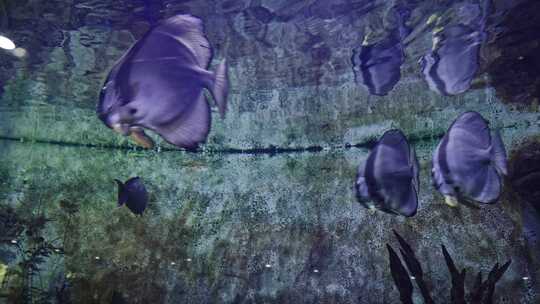 七彩神仙鱼水族馆鱼类热带鱼特写