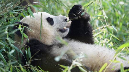 一只大熊猫在吃竹子