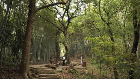 杭州西湖宝石山上的长廊，竹林