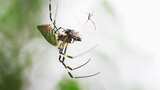 蜘蛛棒络新妇在网上捕食昆虫高清在线视频素材下载