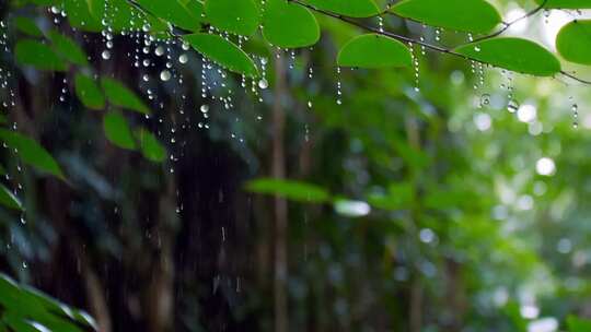 雨中绿叶挂水珠