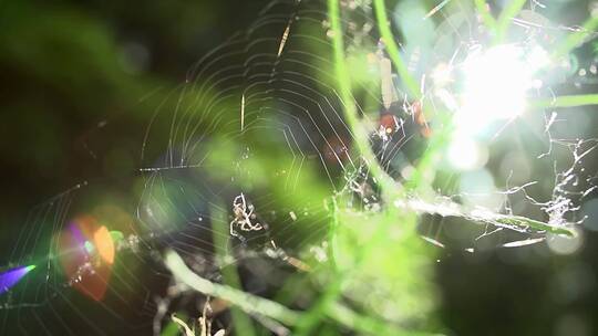 自然界美丽的蜘蛛网