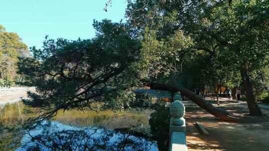 宁波阿育王寺里的香樟树和石头桥