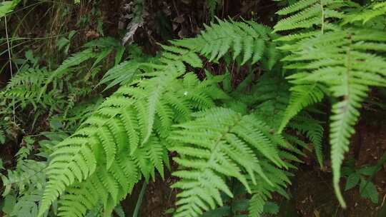 大自然野生植物野草实拍