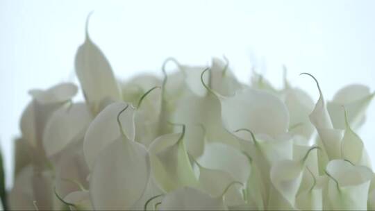 白色大马蹄莲的花束