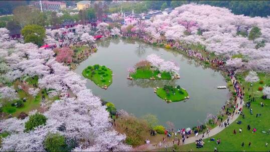 武汉东湖樱园春天樱花绽放航拍