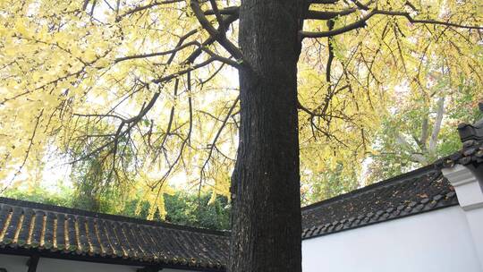 扬州史公祠百年银杏树金黄色落叶视频素材模板下载