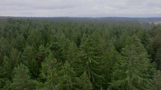 密集森林树冠的航拍镜头视频素材模板下载