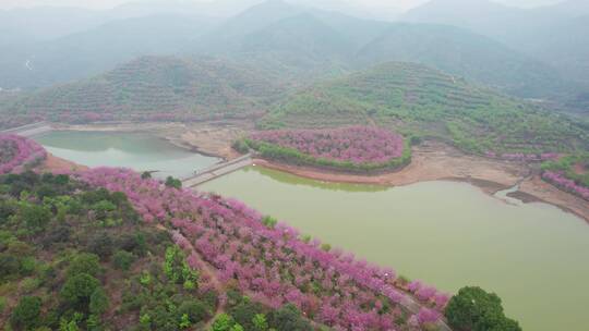 湖南省常宁市百万樱花园4k航拍风光