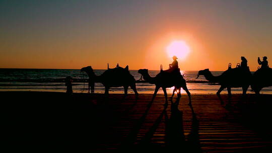 在日落的海滩行走的骆驼队视频素材模板下载