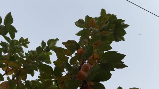 柿子树上的柿子