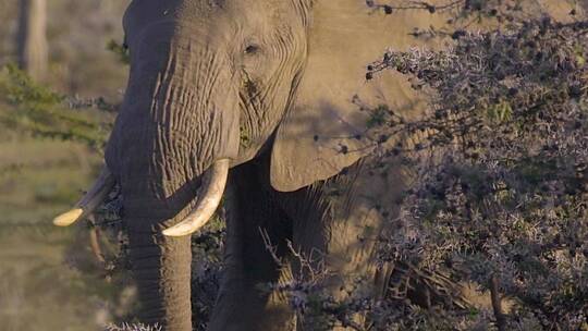 非洲灌木丛中的大象视频素材模板下载