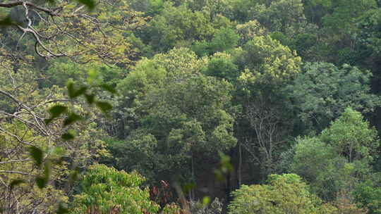 热带雨林森林山林树林