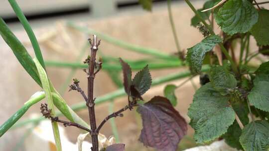 紫苏属 观赏 植物 被子植物 绿植