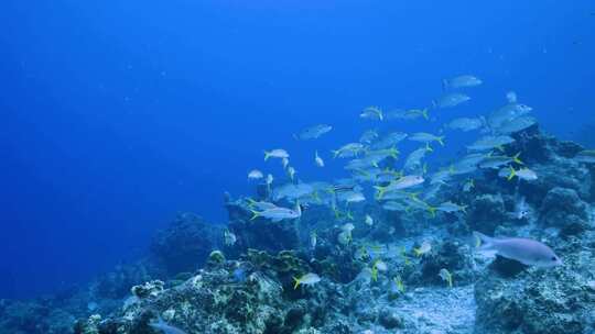 4K水下奇观、海底世界、鱼群、海底视频素材模板下载
