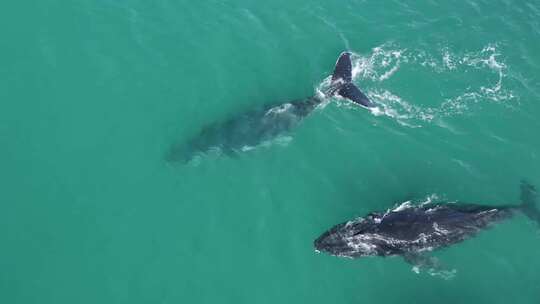 座头鲸—航拍鲸鱼视频素材模板下载