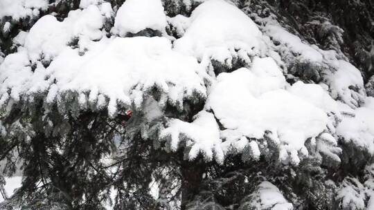 白雪覆盖着森林