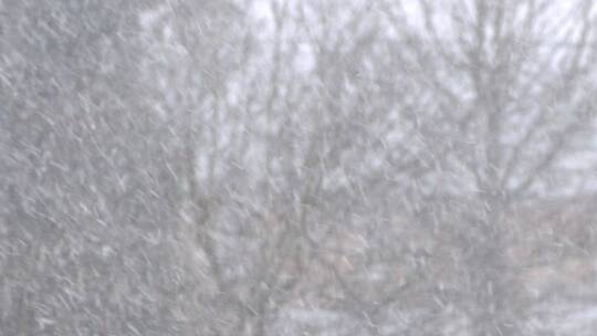 林地里下雪景观视频素材模板下载