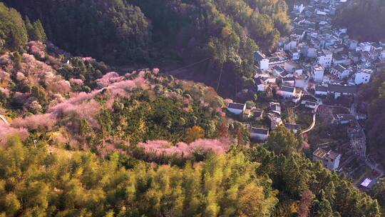 安徽歙县满山遍野梅花风光航拍