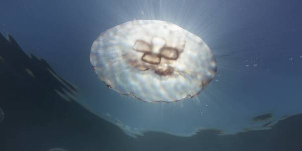 海洋里水母的特写镜头