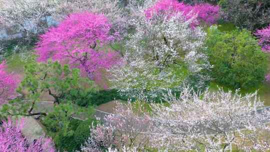 杭州植物园灵峰探梅梅花风景视频素材