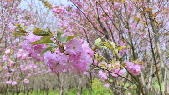 风吹樱花