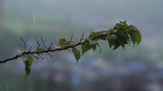 雨水浸湿多刺植物特写