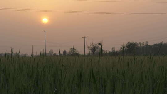 农村傍晚田野电线杆夕阳太阳小麦