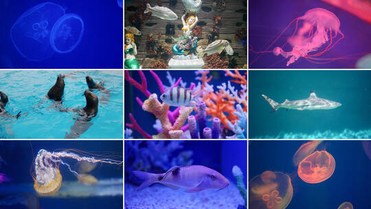 海洋公园水族馆 水母珊瑚 鲨鱼鳐鱼热带鱼