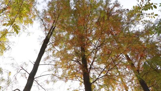 秋天的落羽杉