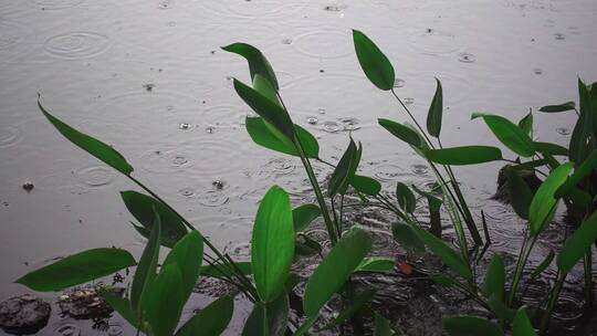 下雨天雨水滴落在池塘视频素材模板下载