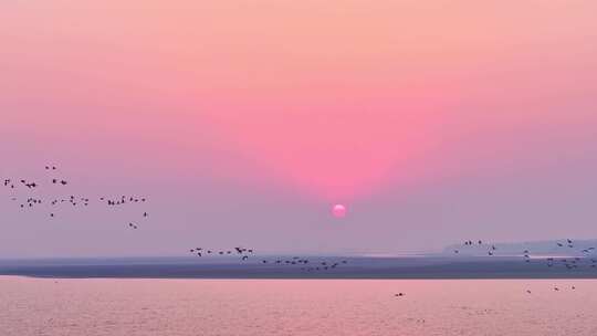 鄱阳湖湿地候鸟自然风光