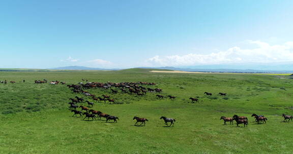 新疆昭苏军马场蓝天下一群骏马在草原上奔驰